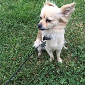 Meet your Posher, Abby